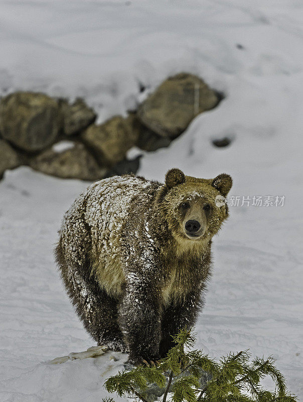 灰熊(Ursus arctos horribilis)，也被称为银头熊，灰熊，或北美棕熊，是棕熊(Ursus arctos)的一个亚种。在冬天的时候。